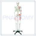 PNT-0102 170cm científico Esqueleto muscular humano Modelo